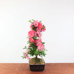 Bonsai Azalea 'De Satsuki' hanabin