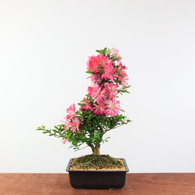 Bonsai Azalea 'De Satsuki' hanabin