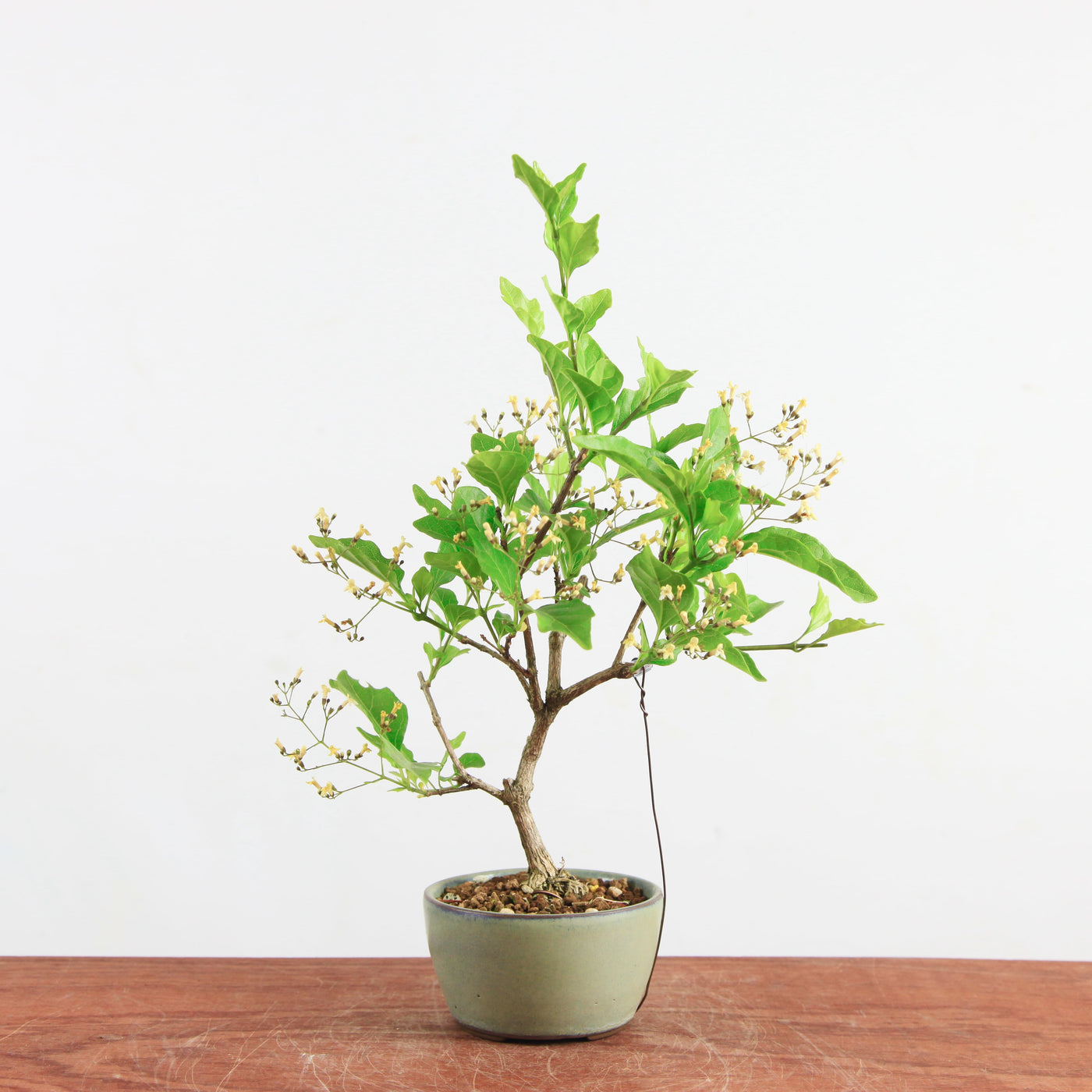Bonsai Acer premna