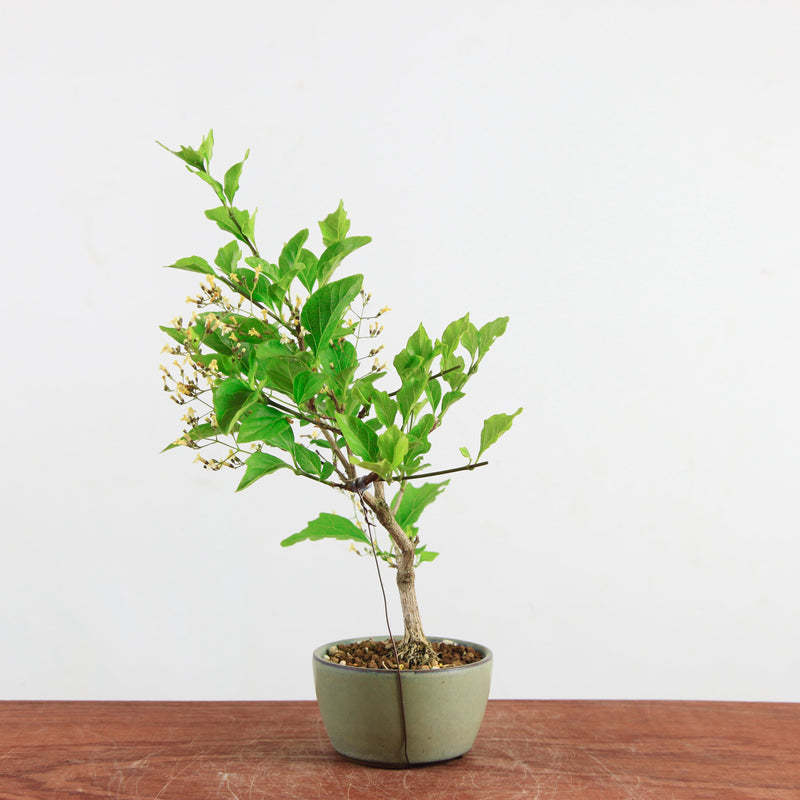 Bonsai Acer premna