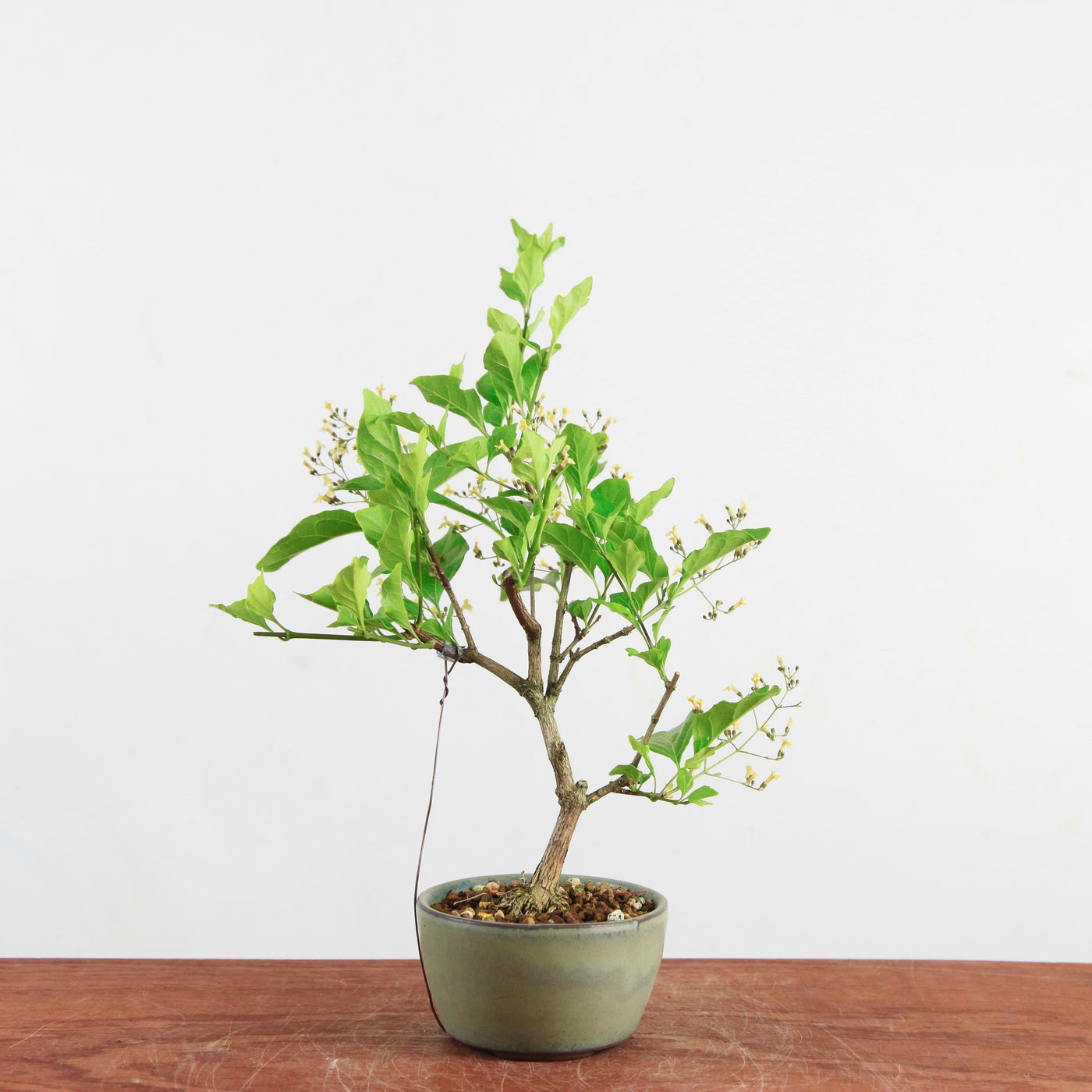 Bonsai Acer premna