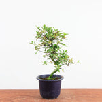 Bonsai Azalea 'De Satsuki' yukigesho