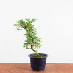Bonsai Azalea 'De Satsuki' yukigesho