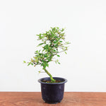 Bonsai Azalea 'De Satsuki' yukigesho