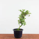 Bonsai Azalea 'De Satsuki' yukigesho