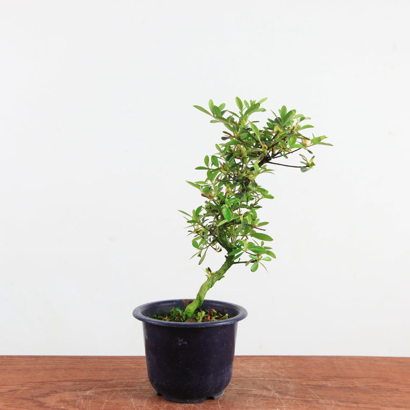 Bonsai Azalea 'De Satsuki' yukigesho