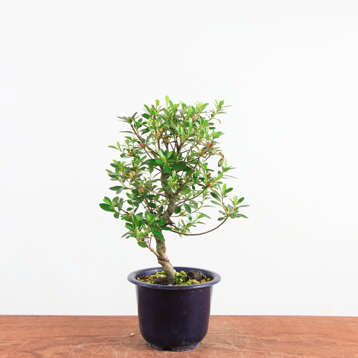 Bonsai azalea 'De satsuki' kotaro