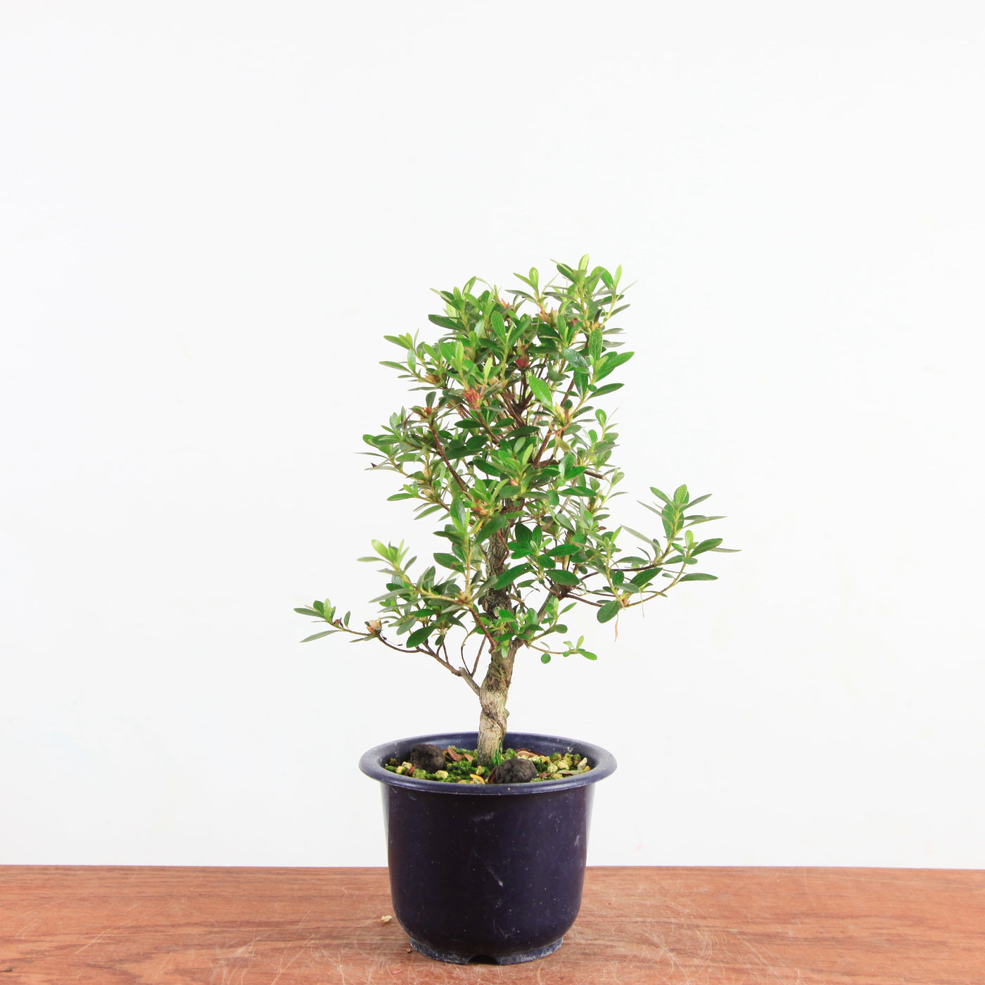 Bonsai azalea 'De satsuki' kotaro