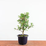 Bonsai azalea 'De satsuki' kotaro