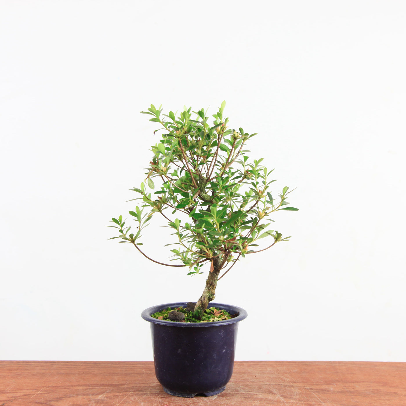 Bonsai azalea 'De satsuki' kotaro