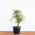 Bonsai azalea 'De satsuki' kotaro