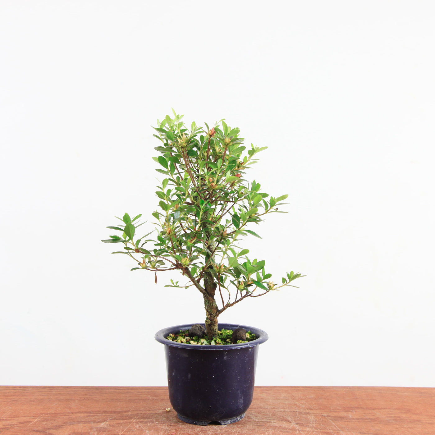Bonsai azalea 'De satsuki' kotaro