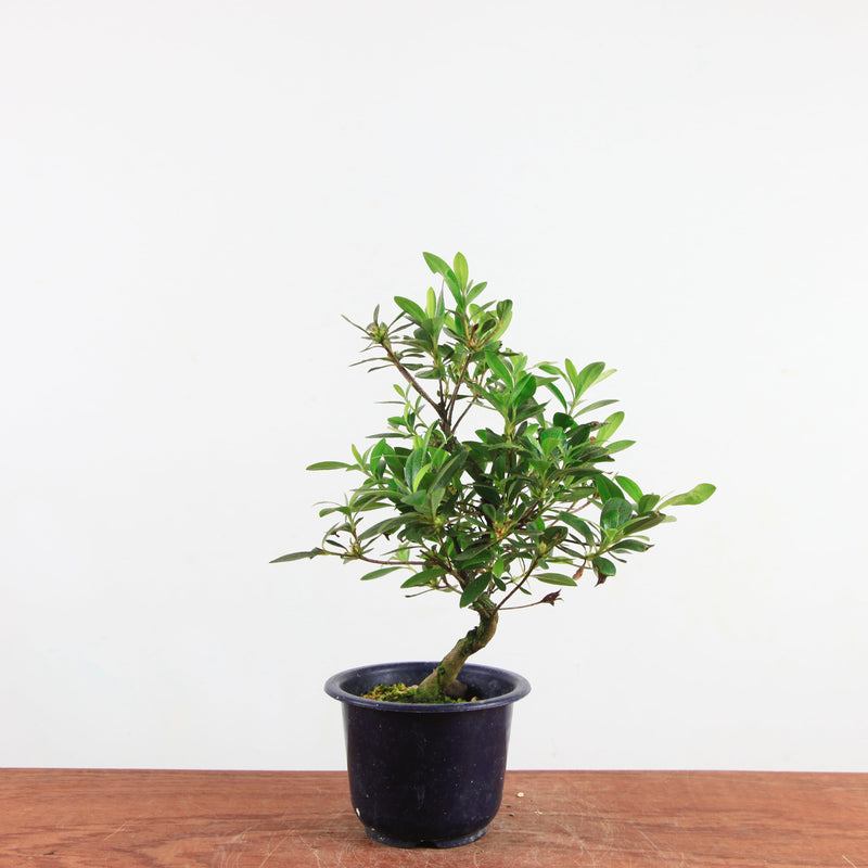 Bonsai azalea 'De satsuki' reiko