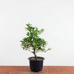Bonsai azalea 'De satsuki' reiko