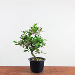 Bonsai azalea 'De satsuki' reiko