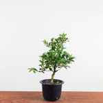 Bonsai azalea 'De satsuki' reiko