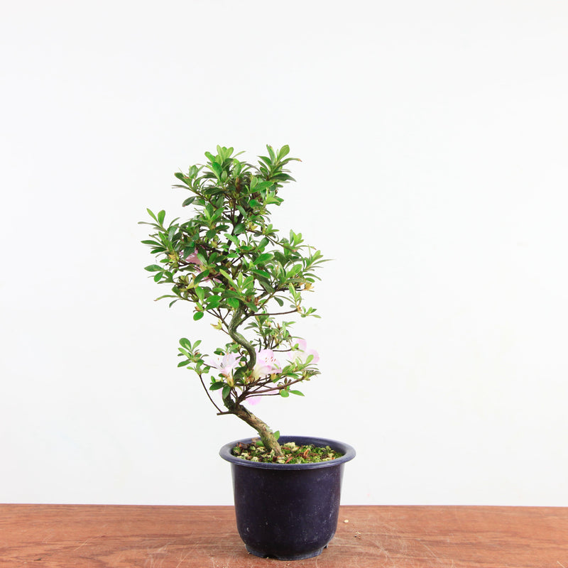 Bonsai azalea 'De satsuki' sakurakomachi