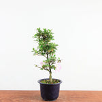 Bonsai azalea 'De satsuki' sakurakomachi