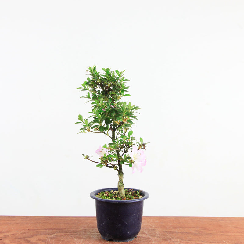 Bonsai azalea 'De satsuki' sakurakomachi