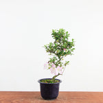 Bonsai azalea 'De satsuki' sakurakomachi