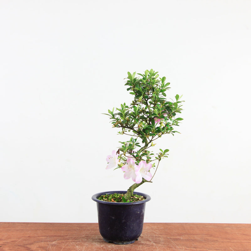 Bonsai azalea 'De satsuki' sakurakomachi