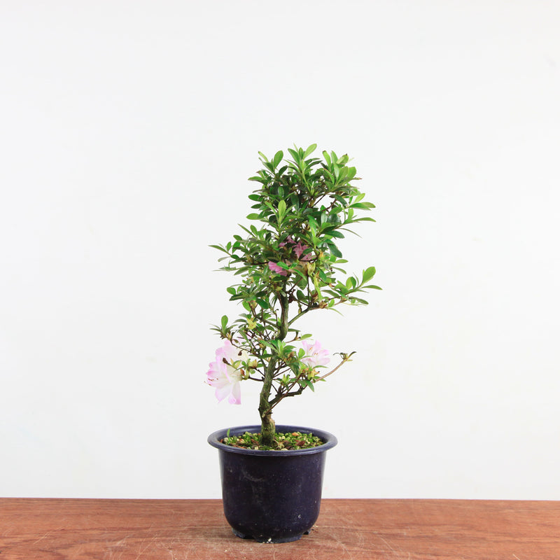 Bonsai azalea 'De satsuki' sakurakomachi