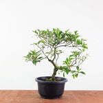 Bonsai azalea 'De satsuki' benikage