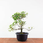 Bonsai azalea 'De satsuki' benikage