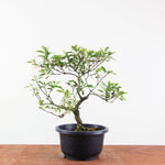 Bonsai azalea 'De satsuki' benikage