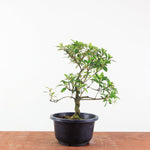 Bonsai azalea 'De satsuki' benikage