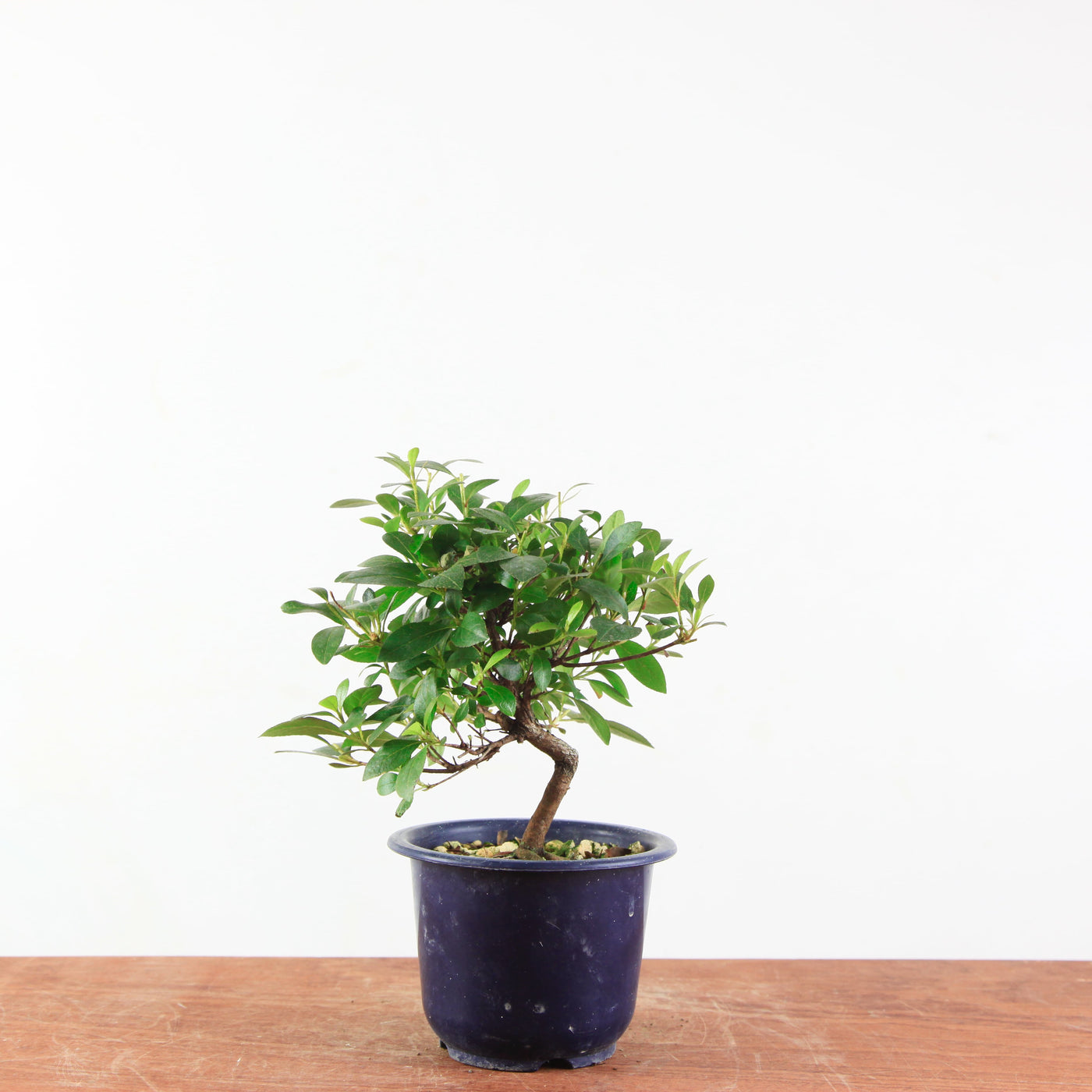 Bonsai azalea 'De satsuki' benibeni