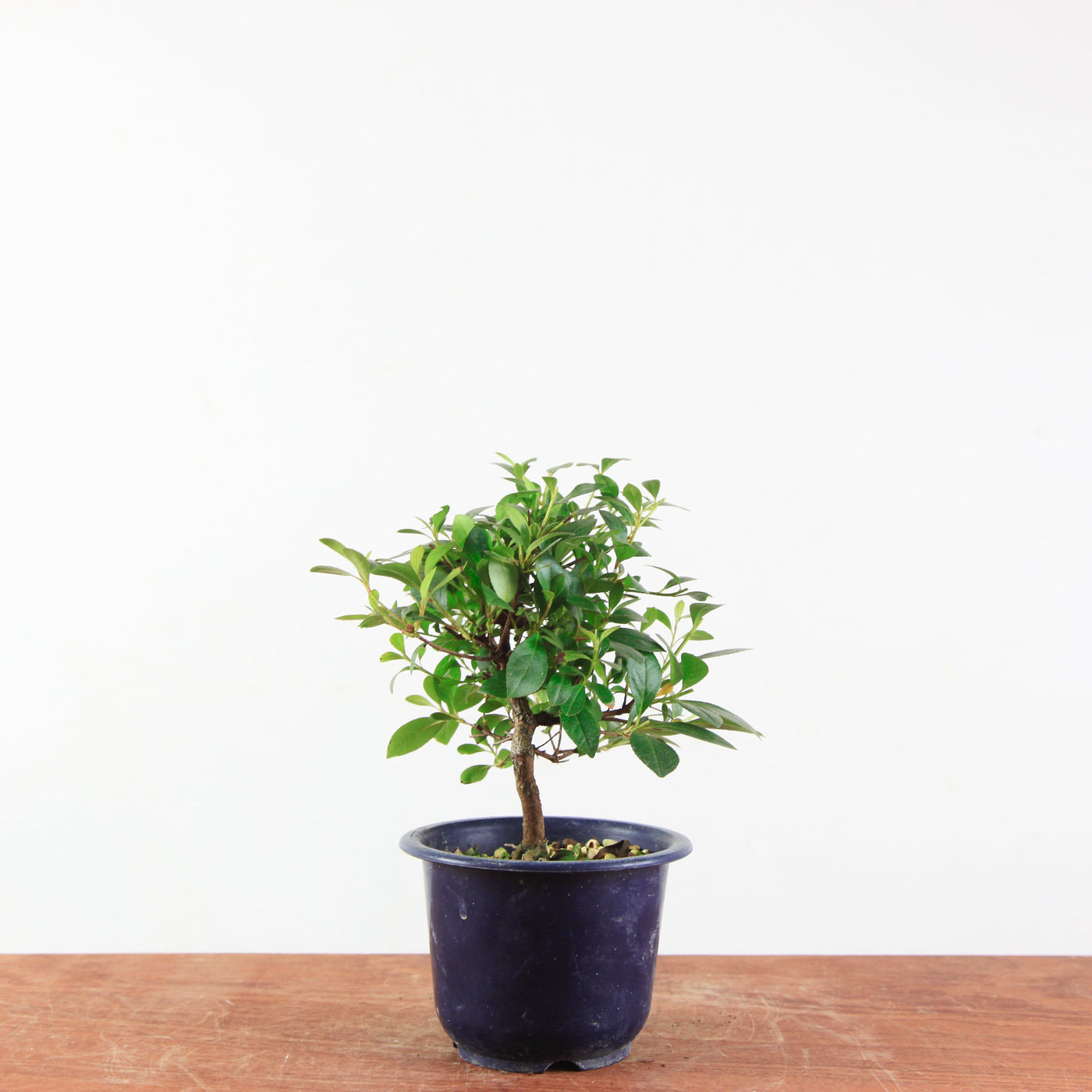 Bonsai azalea 'De satsuki' benibeni