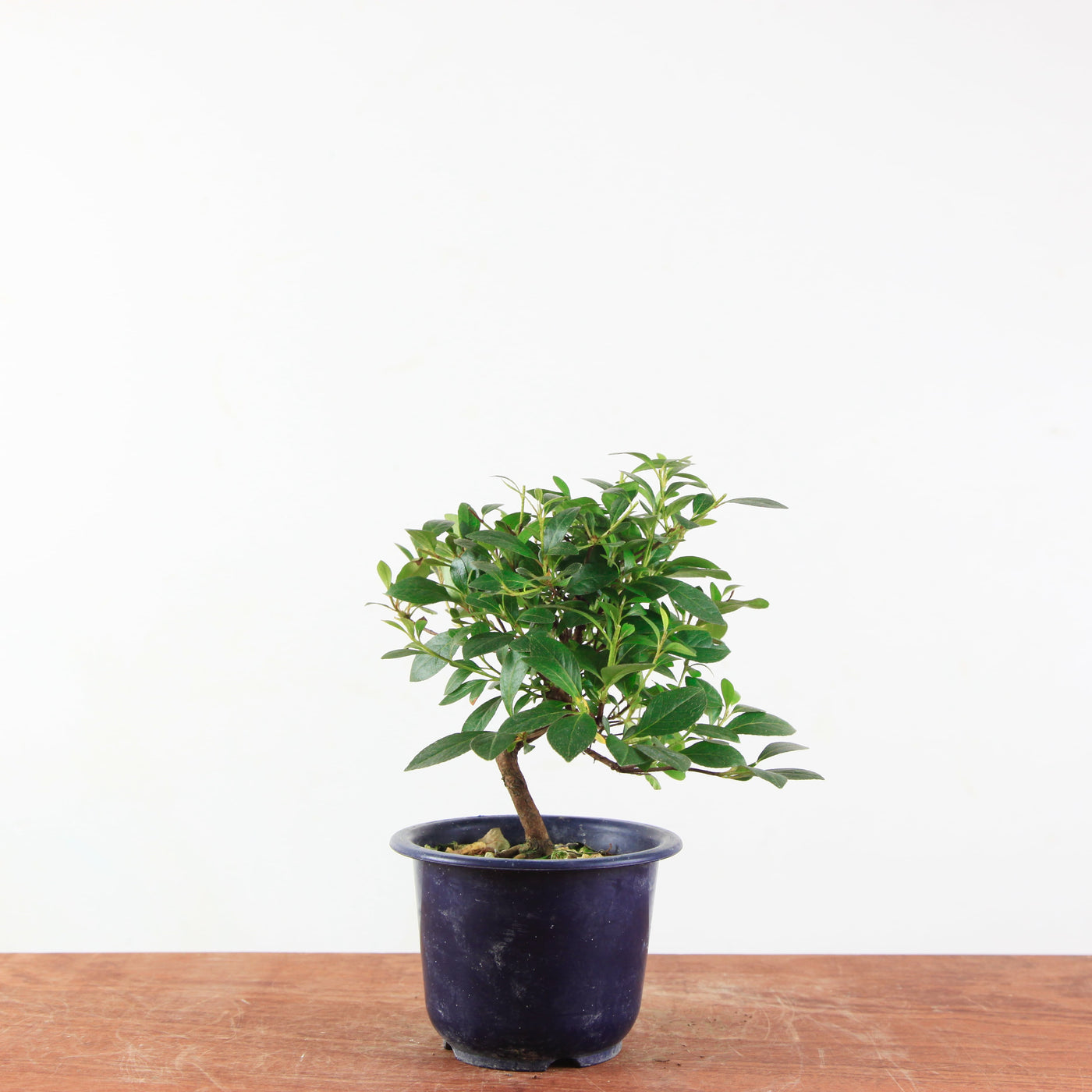 Bonsai azalea 'De satsuki' benibeni