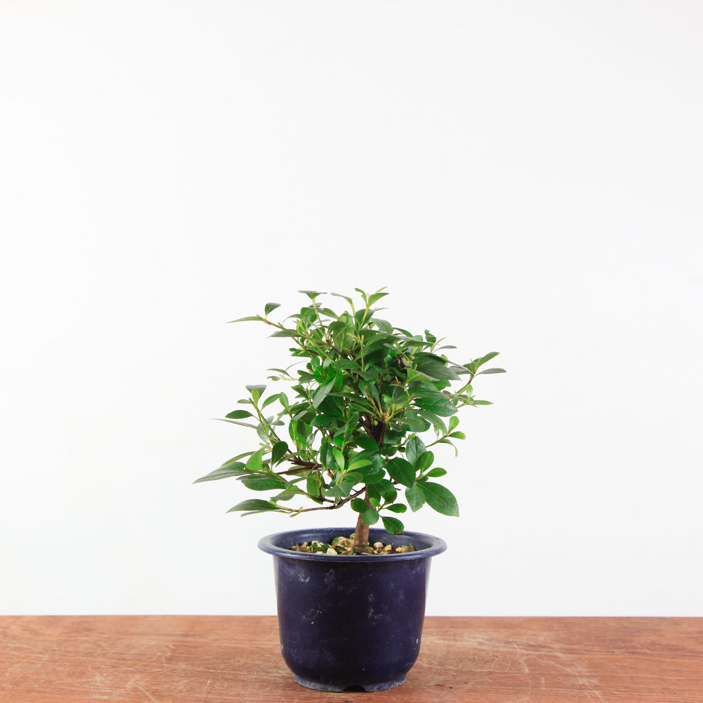 Bonsai azalea 'De satsuki' benibeni