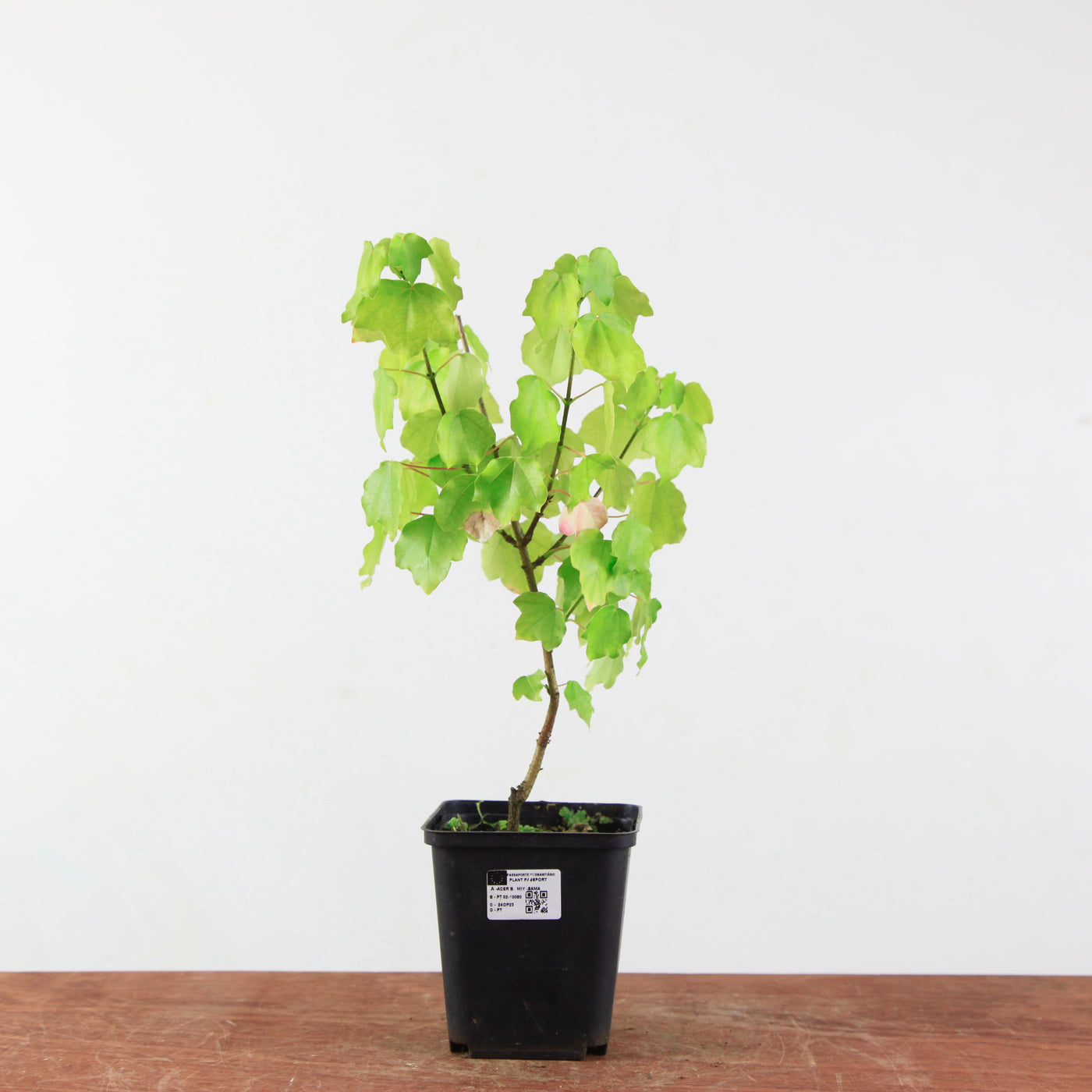 Acer buergerianum 'Miyasama'