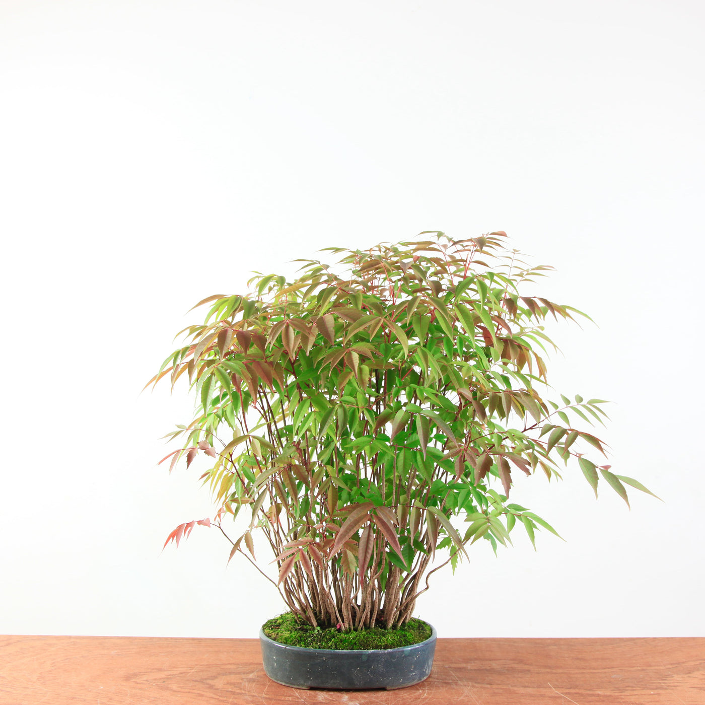 Bonsai Rhus 'Yose-ue/ bosstijl'