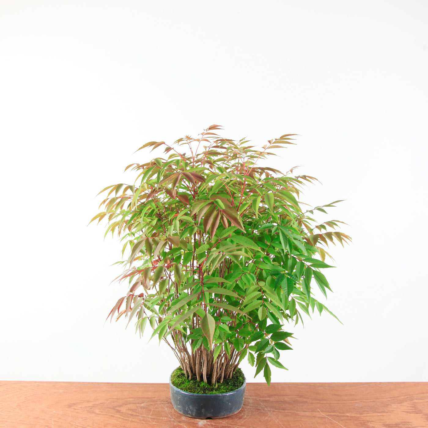 Bonsai Rhus 'Yose-ue/ bosstijl'