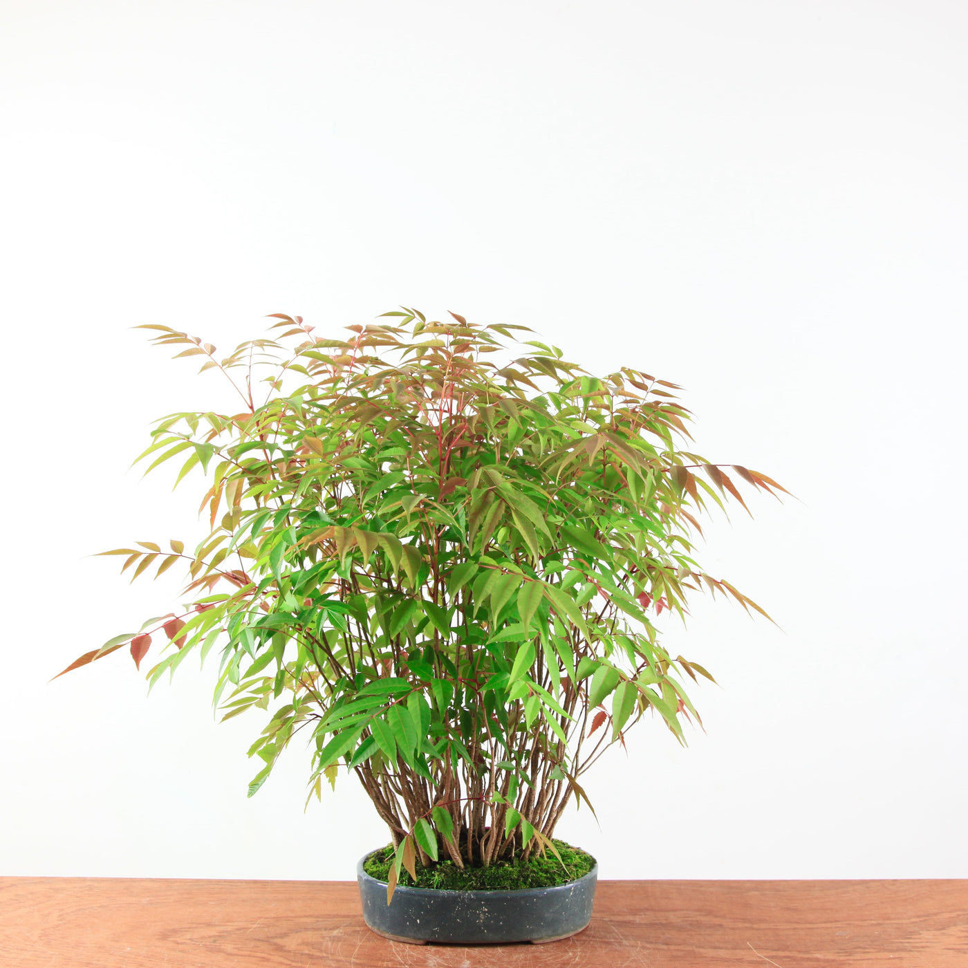 Bonsai Rhus 'Yose-ue/ bosstijl'