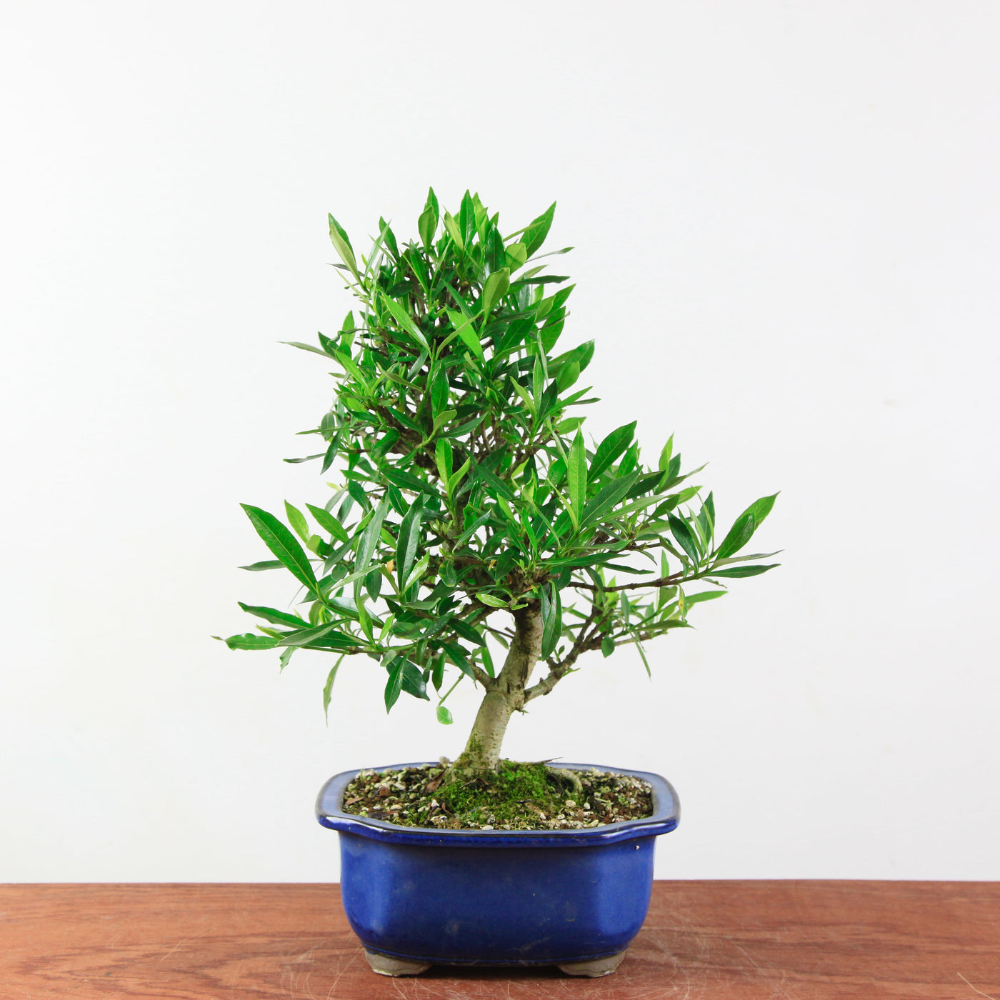 Bonsai Gardenia