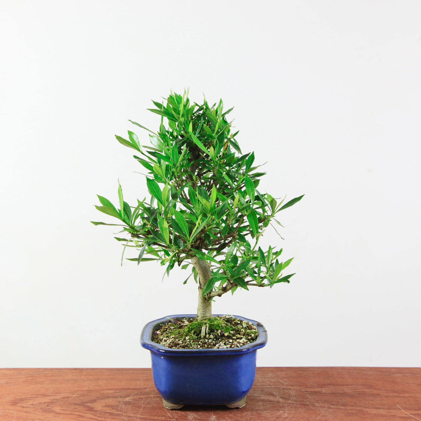 Bonsai Gardenia