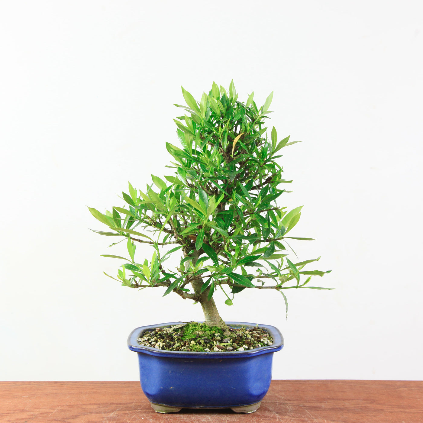 Bonsai Gardenia