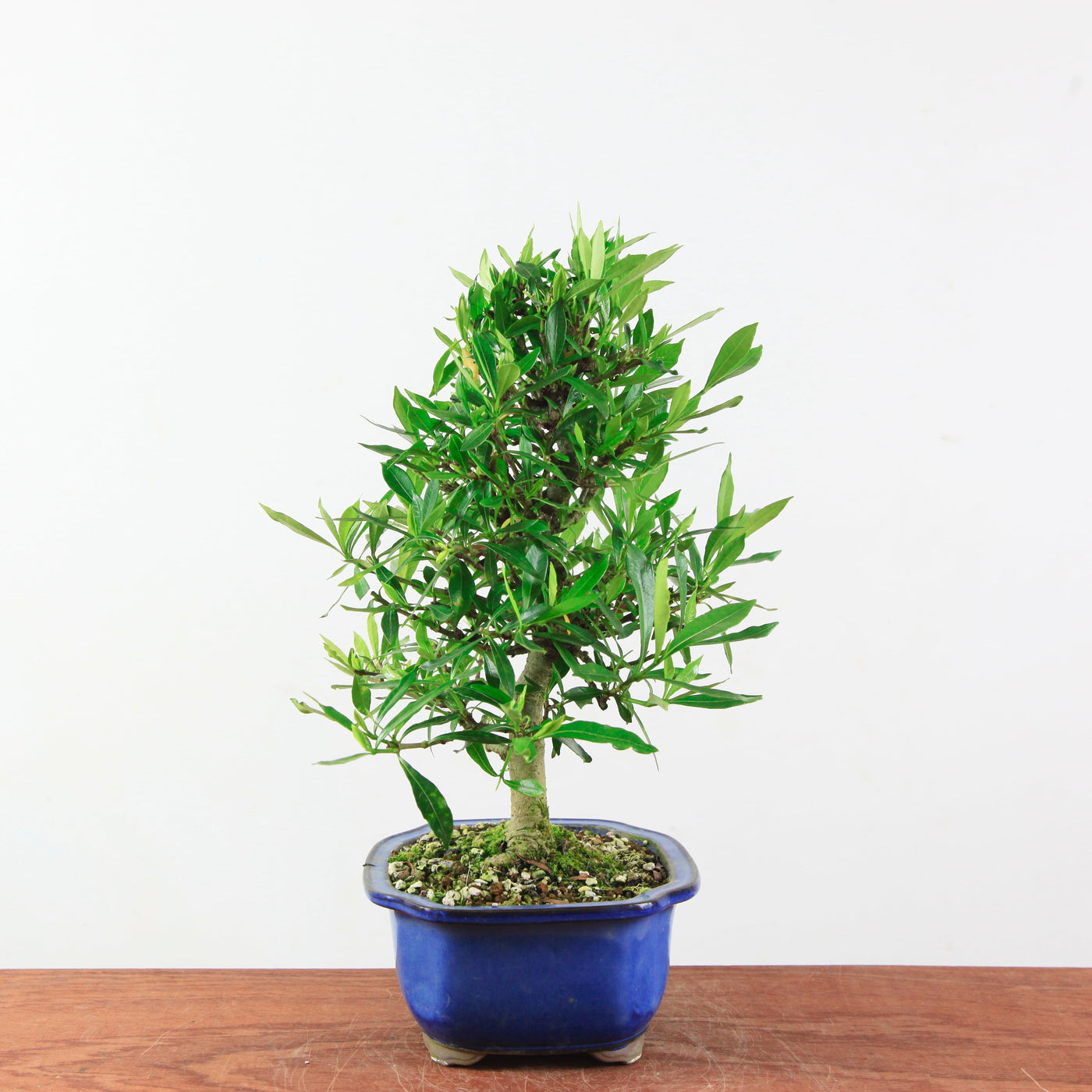 Bonsai Gardenia