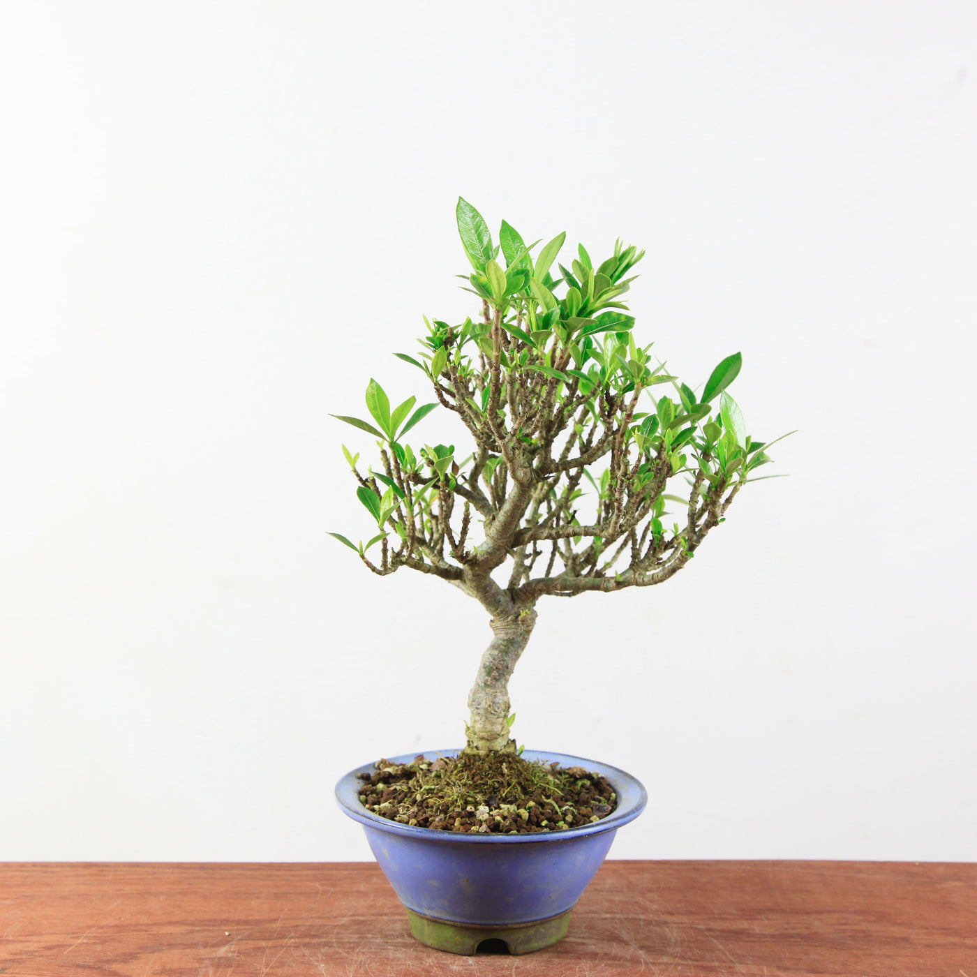 Bonsai Gardenia
