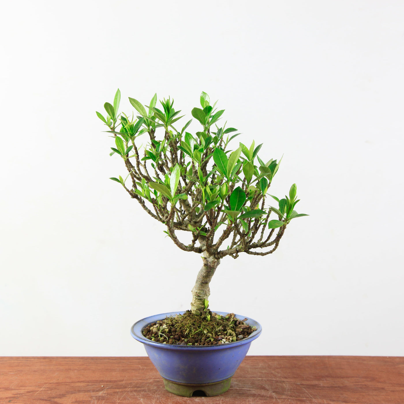 Bonsai Gardenia
