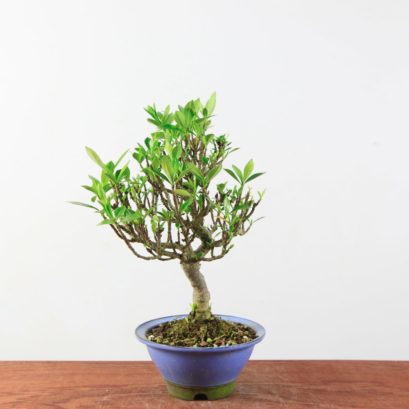 Bonsai Gardenia