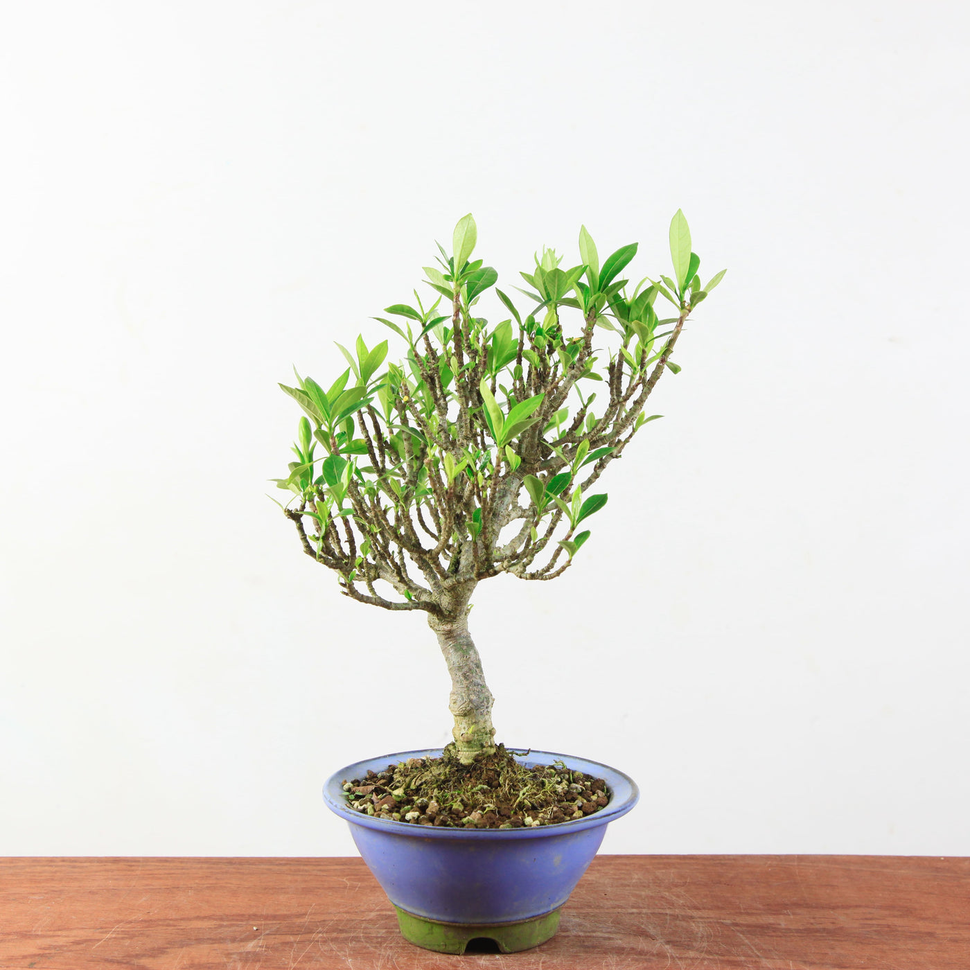 Bonsai Gardenia