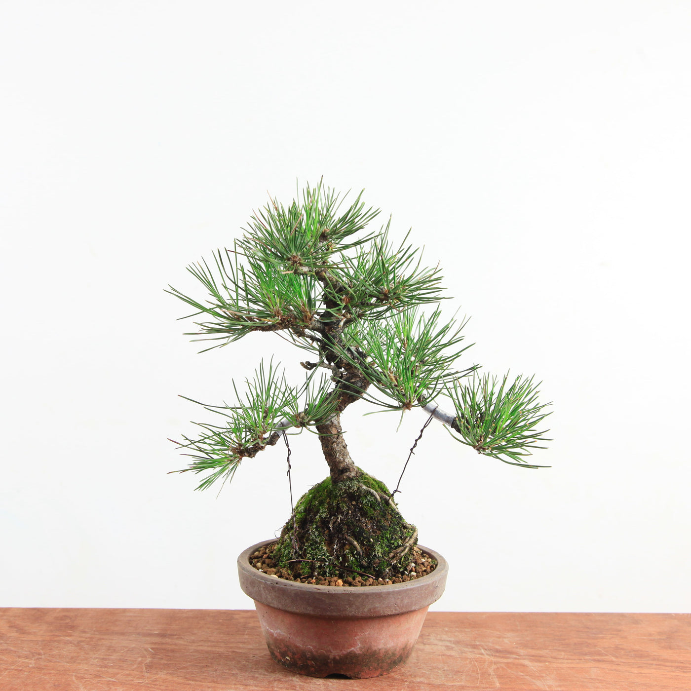 Bonsai Pinus thunbergii 'Zwarte den’