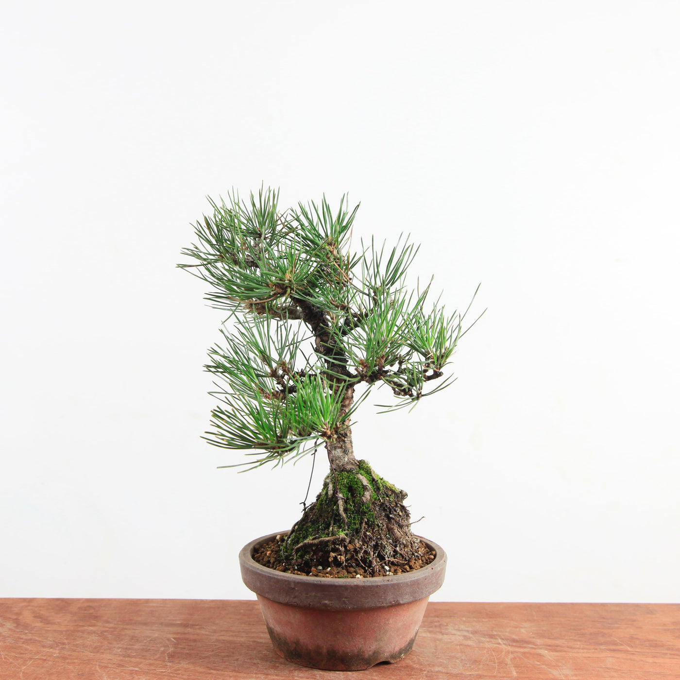 Bonsai Pinus thunbergii 'Zwarte den’