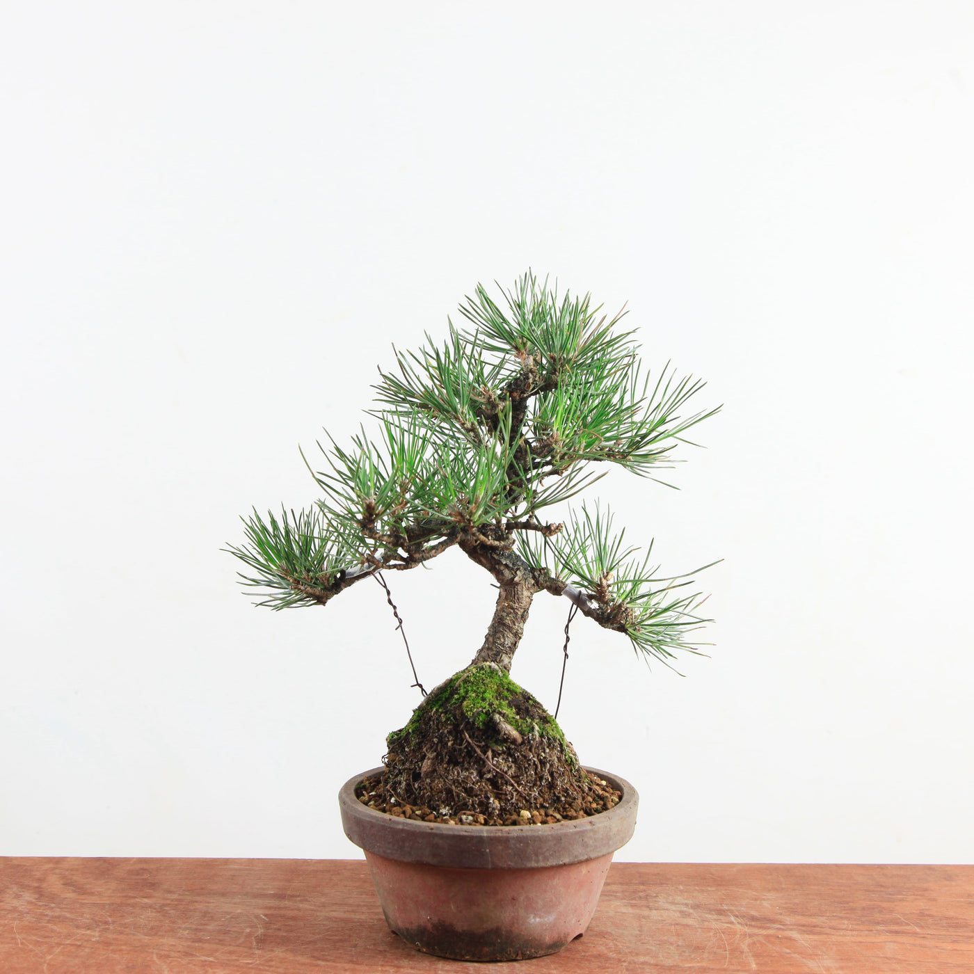 Bonsai Pinus thunbergii 'Zwarte den’