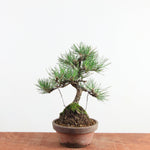 Bonsai Pinus thunbergii 'Zwarte den’